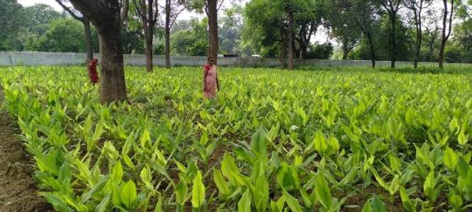 Success Story:  आधा बीघा में हल्दी की खेती से पवित्रा ने प्राप्त किया 58 हजार रूपये का लाभ और केंचुआ खाद का उपयोग कर लागत काम की और खेत को बनाया उपजाऊ